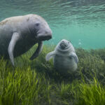 A manatee and her calf laze in seagrasses that were replanted in Florida's Crystal River as part of an ongoing restoration project in November 2021. Decades of pollution fueled algae that choked out the seagrasses that were the foundation of Crystal River's underwater ecoystem and the primary food source for manatees. Over the last five years, community organizations and restoration biologists banded together to clean up the pollution and replant more than 400,000 square meters of seagrass. Manatees now use Crystal River year-round as a nursery to raise calfs. In other parts of the Florida, water pollution has wiped out seagrasses, triggering mass die offs as thousands of manatees starved to death. Crystal River's restoration provides a roadmap for fixing problems in other parts of the state and hope for the future.