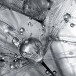 LE DUO - Alfred BLAESS LE DUO -