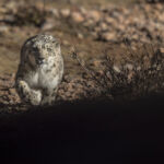 Panthère des neiges - Vincent Munier Panthère des neiges - Vincent Munier