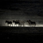 Kiangs (ânes sauvages) - Vincent Munier Kiangs (ânes sauvages) - Vincent Munier