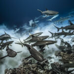 requins sur le fond - Laurent Ballesta requins sur le fond - laurent ballesta
