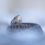 Nuage de provence (Vipera ursinii) - M.Briola - Regard du Vivant Nuage de provence (Vipera ursinii) - M.Briola - Regard du Vivant