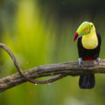 Toucan à carène - Maxime Aliaga Toucan à carène - Maxime Aliaga