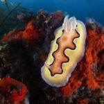 Nudibranche sur le récif, baie de Triton - Magnus Lundgren Nudibranche sur le récif, baie de Triton - Magnus Lundgren