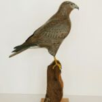 De bois et d'acier, la Buse variable. Of wood and steel, the Buzzard - éric billion De bois et d'acier, la Buse variable. Of wood and steel, the Buzzard - éric billion
