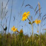 La cueillette de l'Arnica - Benoit Facchi La cueillette de l'Arnica - Benoit Facchi