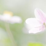 Convoitise - Yves AUBOYER Convoitise - Yves AUBOYER