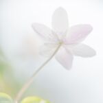 Rêves de lumière - Yves AUBOYER Rêves de lumière - Yves AUBOYER