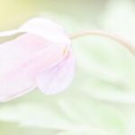 Curiosité - Yves AUBOYER Curiosité - Yves AUBOYER