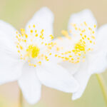 Complicité - Yves AUBOYER Complicité - Yves AUBOYER