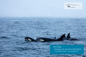 Voyages Norvège orques et aurores boréales - Sylvain Dussans