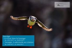 Voyage Varanger oiseaux - Sylvain Dussans