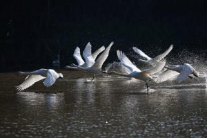 SONY ILCE-6300 avec objectif SEL70200G -