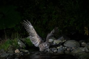 SONY ILCE-7SM2 avec objectif SAL70400G2 - Libre de droit