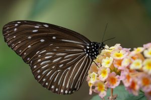 SONY ILCE-6300 avec objectif SEL-70300G -