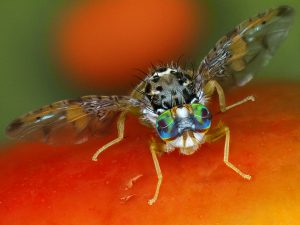 Ceratitis capitata (mouche méditerranéenne des fruits) - Antoine FRANCK - CIRAD