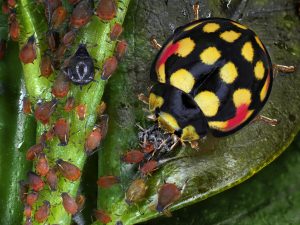 Cheilomenes sulphurea (coccinelle aphidiphage) - Antoine FRANCK - CIRAD