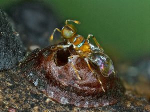 Diversinervus sp. (micro-guêpe parasitoïde) - Antoine FRANCK - CIRAD