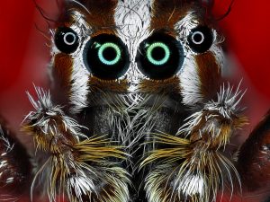 Plexippus paykulli (araignée sauteuse) - Antoine FRANCK - CIRAD
