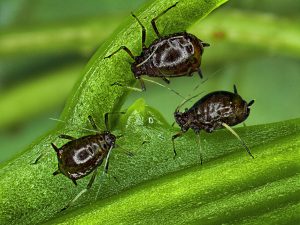 Toxoptera citricidus (puceron des agrumes) - Antoine FRANCK - CIRAD