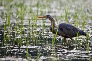 Héron Pourpré (Ardea purpurea) - Lac du Der - Jean-Côme Nicolle - www.manquepasder.com