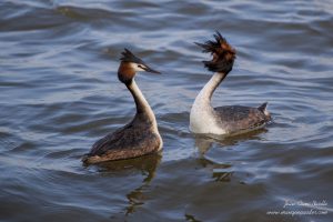 Parade des Grèbes Huppés (Podiceps cristatus) - Lac du Der - Jean-Côme Nicolle - www.manquepasder.com