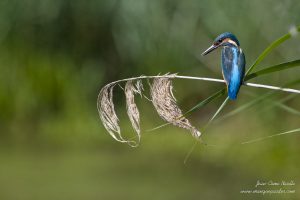 Martin-Pêcheur d'Europe (Alcedo atthis) - Lac du Der - Jean-Côme Nicolle - www.manquepasder.com