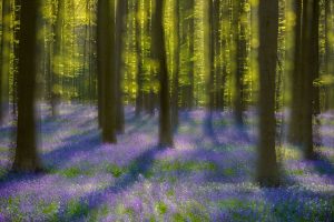 Hallerbos dream - Arnaud Nedaud