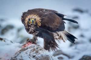 Voyage photo Aigles et Pélicans en hiver, Bulgarie et Grèce. - © Patrick Dieudonné Photo