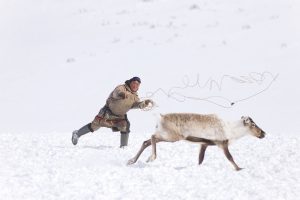 Vladimir capturant un renne. - © MICHEL RAWICKI
