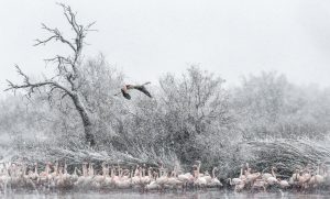 Camargue1 - Thierry Vezon