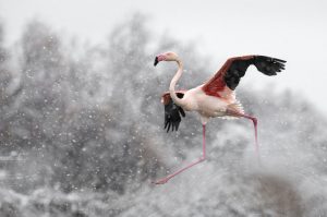 Camargue2 - Thierry Vezon