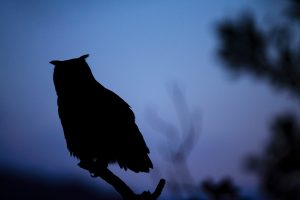 Silhouette au crépuscule - © Guillaume FRANÇOIS