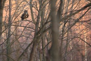 Hibou Grand-duc - © Guillaume FRANÇOIS