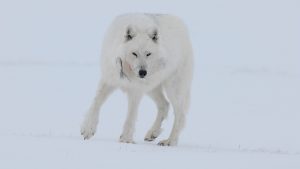 observation et photo de la faune arctique - Jean-Marc Perigaud