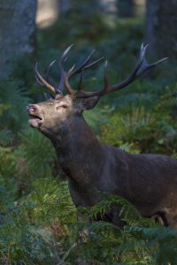 Brame du cerf - Franck FOUQUET