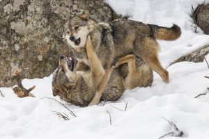 Loups - Franck FOUQUET