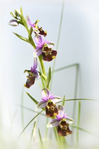 Ophrys bourdon 5 fleurs - libre de droit
