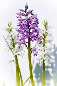 Orchis militaire et chlorentha - libre de droit