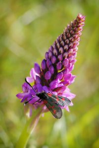 Orchis pyramidal et Zygène - libre de droit