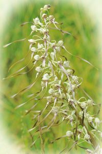 orchis bouc - libre de droit