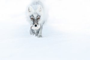 Montier Photo Festival