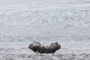 Montier Photo Festival