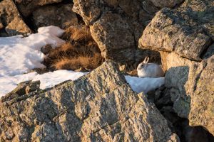 Premiers rayons de soleil - Bernard Pons