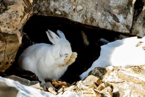 Le timide - Bernard Pons