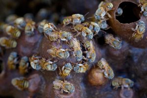 Bleus... - Alain Benoit à la Guillaume