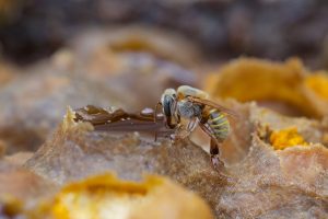 Cratère... - Alain Benoit à la Guillaume
