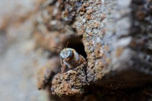 Gardienne... - Alain Benoit à la Guillaume