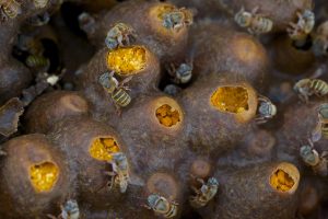 Mine d'or... - Alain Benoit à la Guillaume