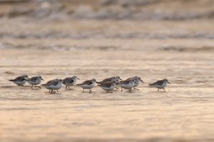 Baie de Somme, haut-lieu de l'orithologie - Stéphane BOUILLAND